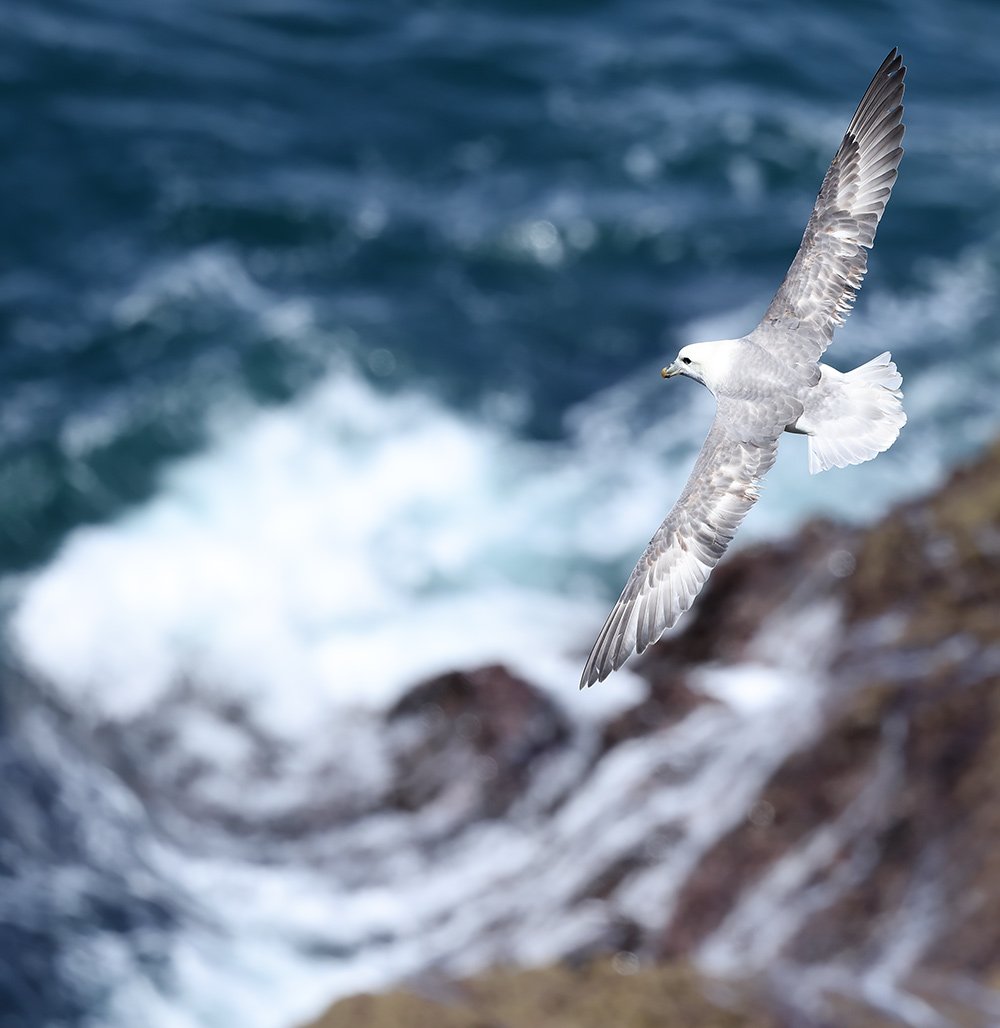 Fulmar